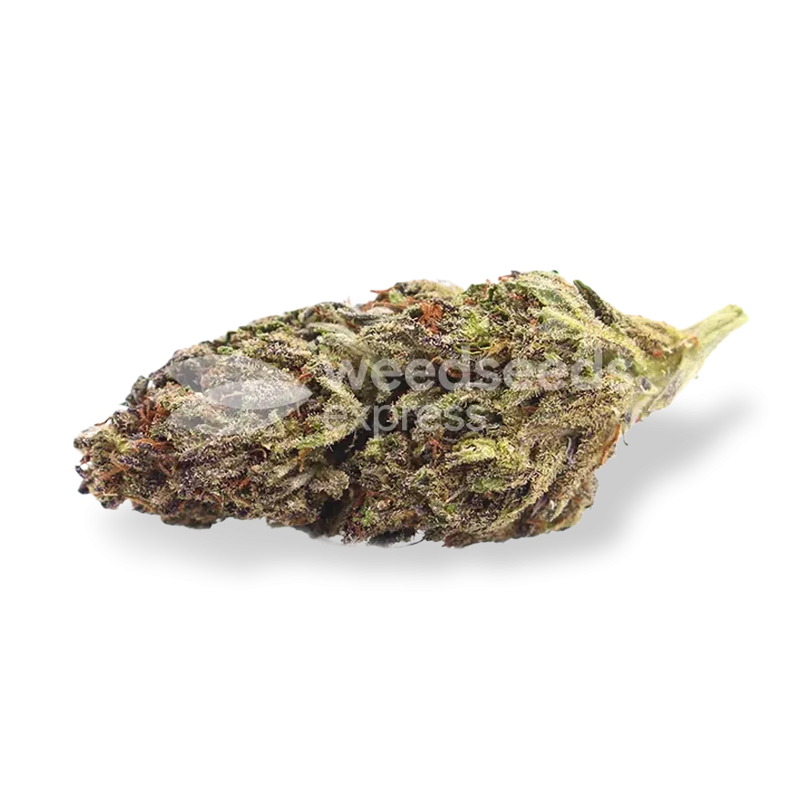 Blackberry Kush Autoflower Seeds Wse New Zealand Wse Nz