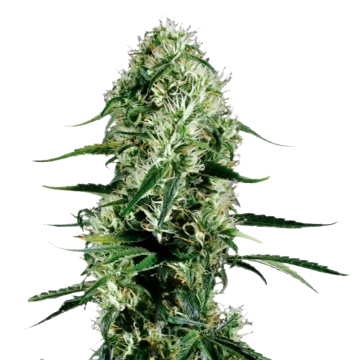 Ghost Train Haze Feminized Seeds Weedseedsexpress Usa