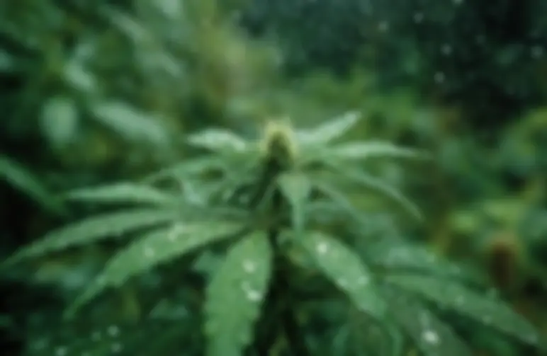 Best CBD Cannabis Strains for Growing in Humid Climates
