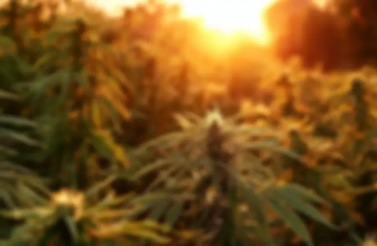 Best Photoperiod Cannabis Strains for Short Growing Seasons