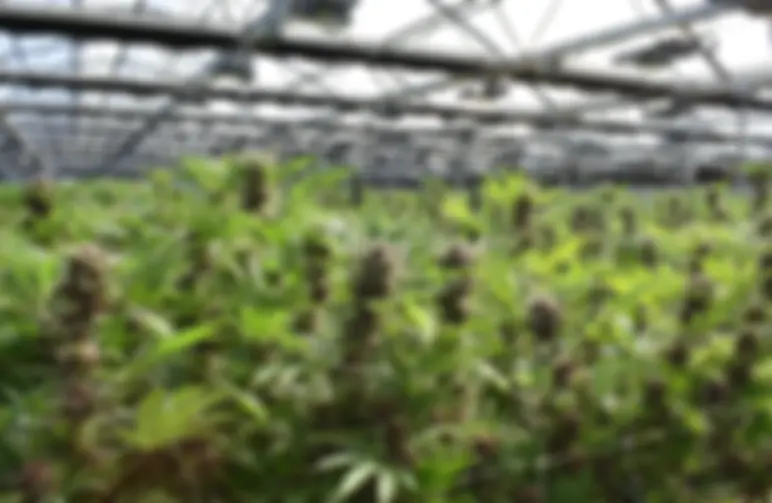 5 Best Cannabis Strains to Grow In a Greenhouse