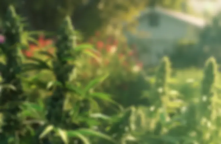 Fastest Cannabis Strains for Short Outdoor Seasons