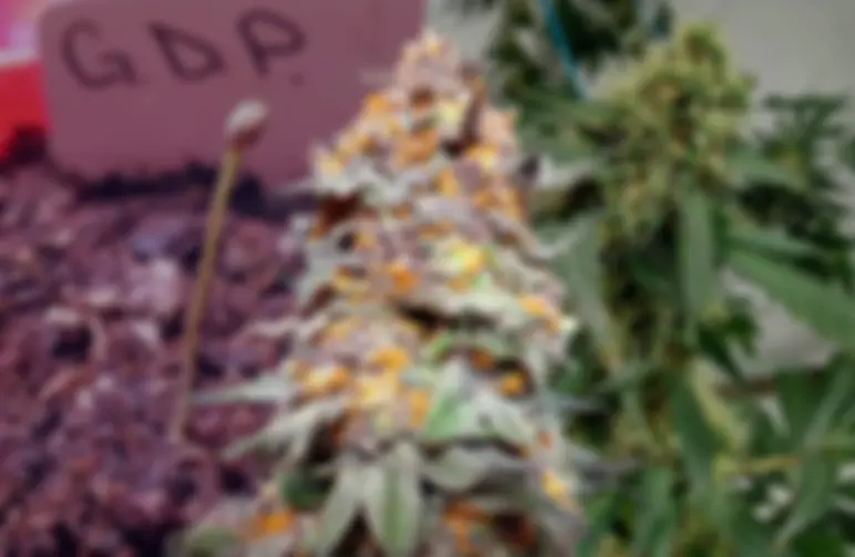 Granddaddy Purple Grow-Tagebuch Woche für Woche