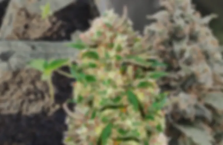 24k Gold - Week by Week Grow Diary & Strain Review