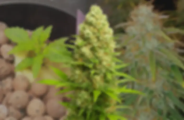 Banana Kush Auto - Week by Week Grow Diary & Strain Review