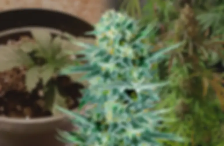 Blue Dream - Week by Week Grow Diary & Strain Review