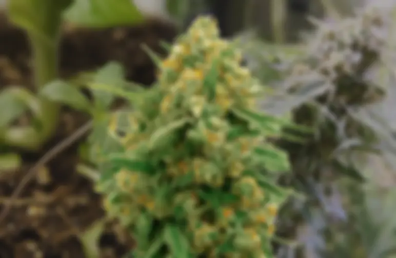 CBD Express – Wöchentlicher Growbericht & Strain-Review