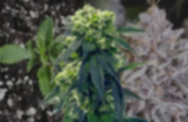 Gush Mints - Week by Week Grow Diary & Strain Review