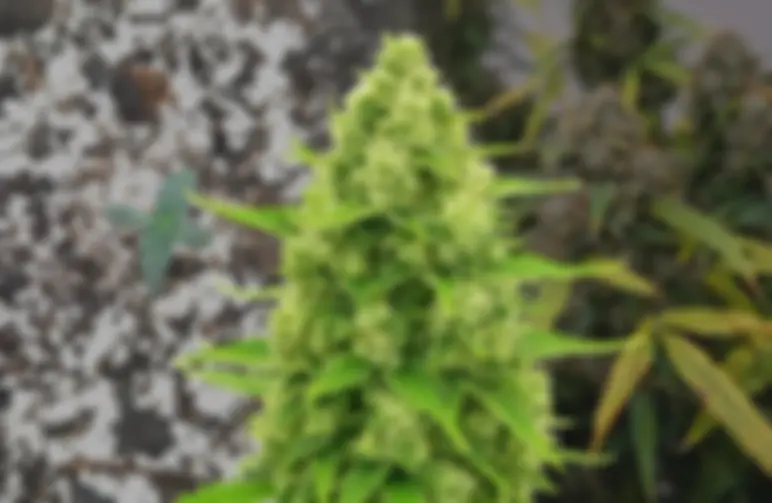 Northern Lights Auto – Woche für Woche Grow-Tagebuch & Sorten-Review