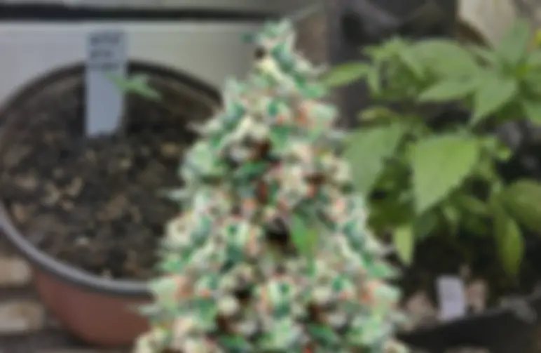 NYC Diesel - Week by Week Grow Diary & Strain Review