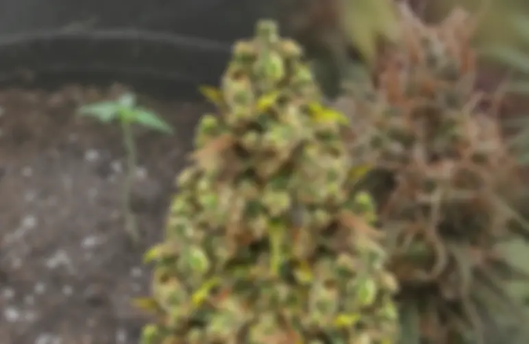 Sexxpot Week by Week Grow Diary
