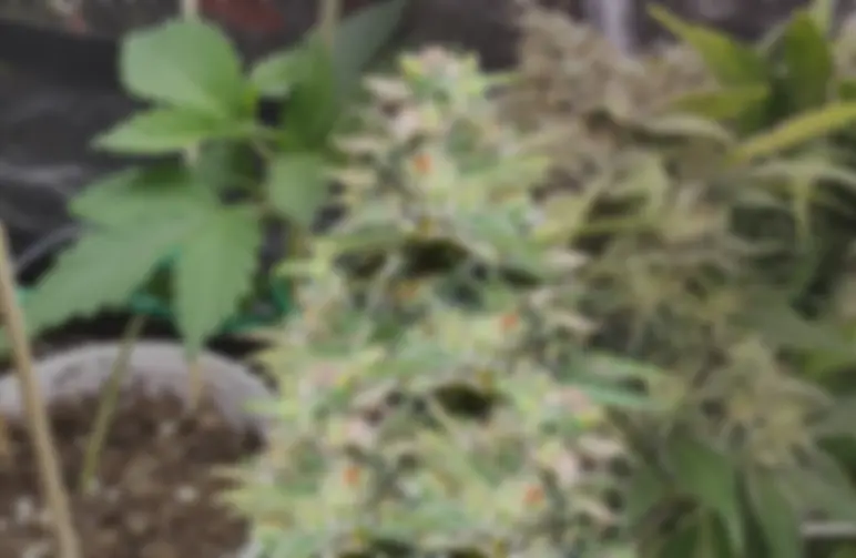 Sleepy Joe OG Week by Week Grow Diary