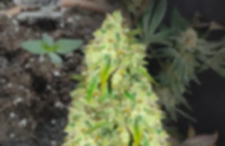 Sunset Sherbet Week by Week Grow Diary