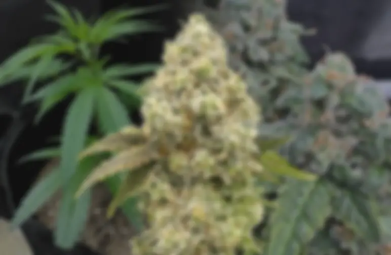 Super Boof - Week by Week Grow Diary & Strain Review