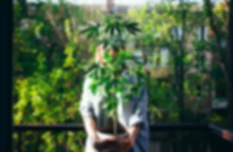 Growing Weed in an Apartment - 5 Tips