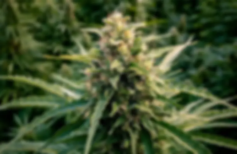 Les 5 meilleures variétés de CBD à haut rendement