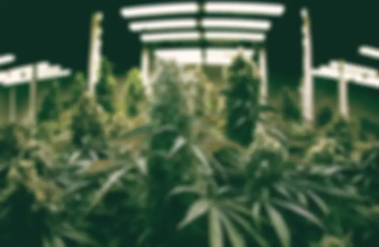 How hard is it to grow weed?
