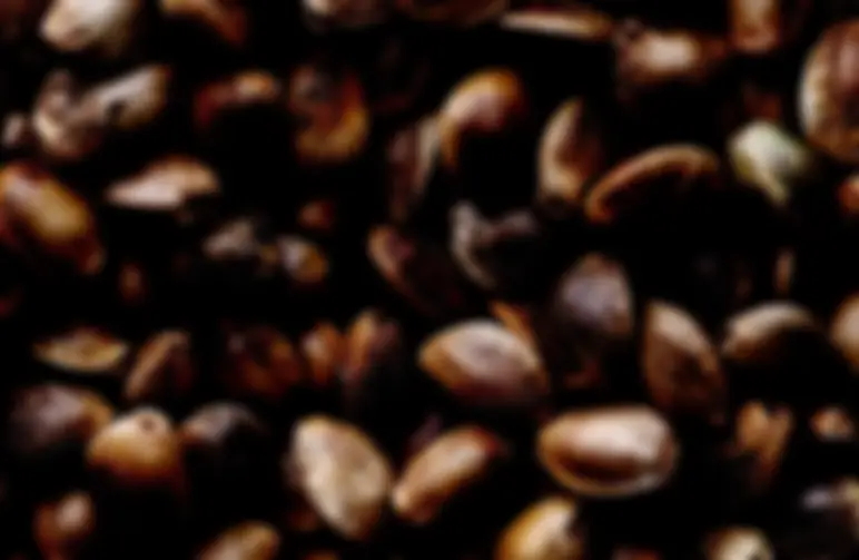 How Long Do Weed Seeds Last?