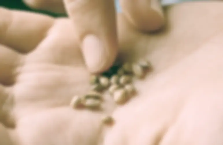 How To Buy Weed Seeds Safely