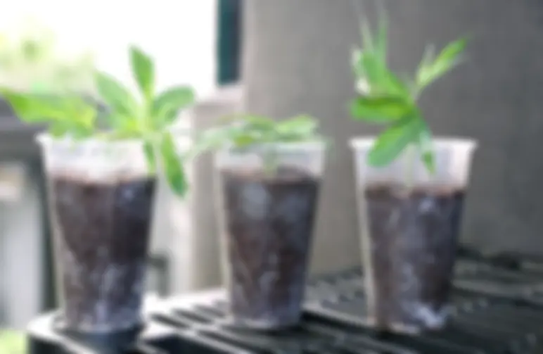 Cloning Cannabis Guide - How to Clone a Weed Plant?