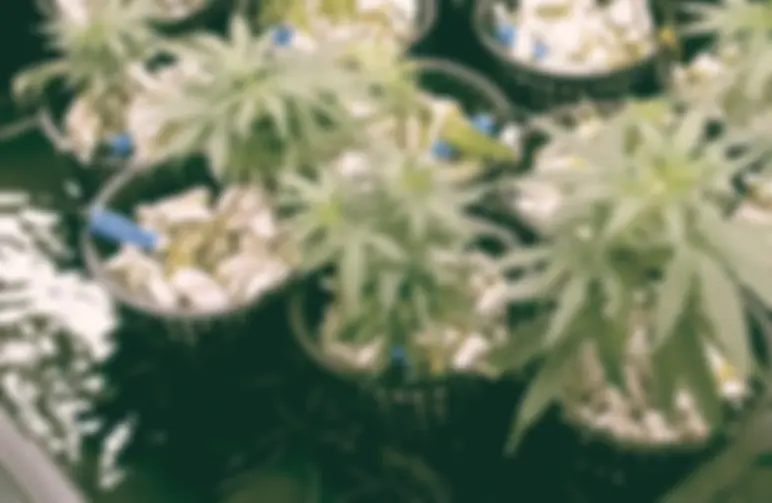 How to grow hydroponic weed?
