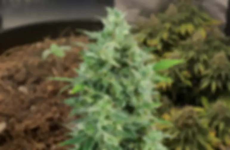 OG Kush Anbautagebuch Woche für Woche