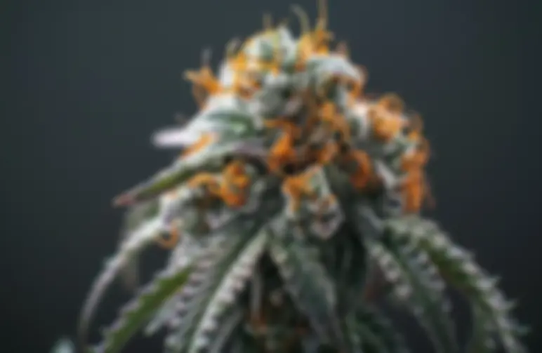 Wie man den THC-Gehalt erhöht: Ein Leitfaden zur Maximierung der Potenz