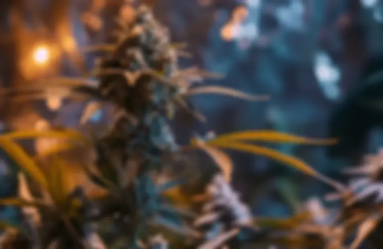 How to Maximize THC: An Advanced Grower's Guide to Training & Potency