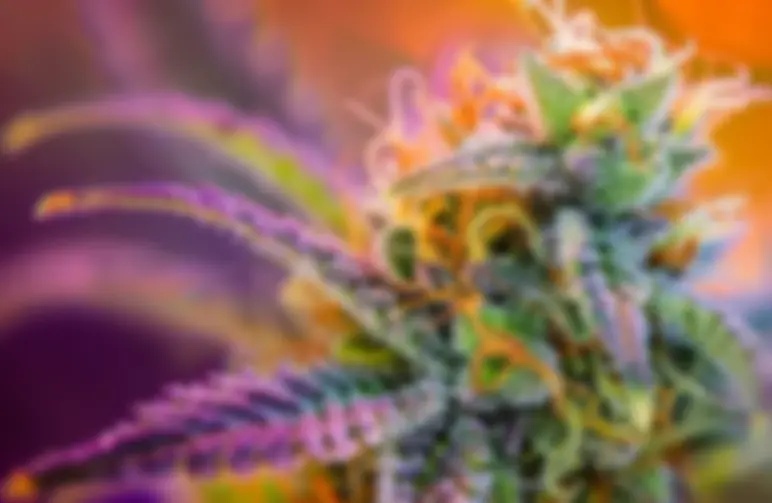 How to Dry and Cure Cannabis: The Complete Guide to Top-Shelf Results