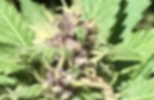 Advanced Autoflower Cultivation Methods for Elite Growers