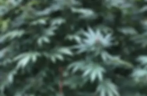 Tips for Discreet Outdoor Autoflower Guerrilla Growing