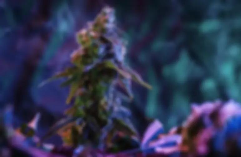 Choosing High THC Seeds for Beginners: What You Need to Consider