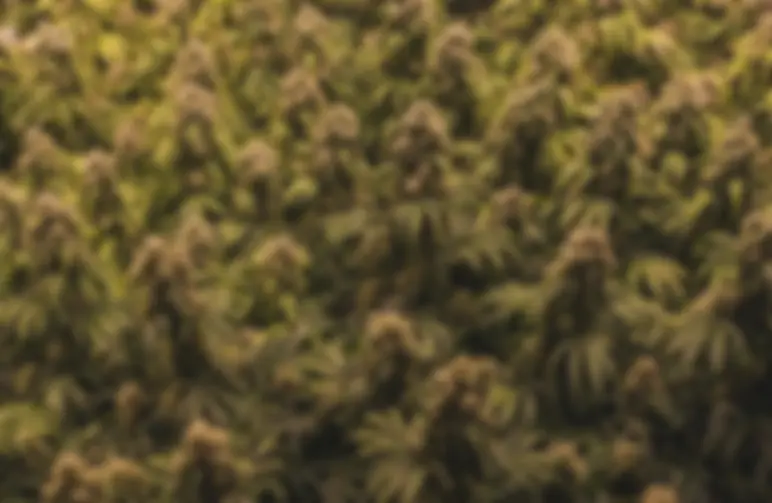 Sea of Green Methode (SOG) für Autoflowering Sorten