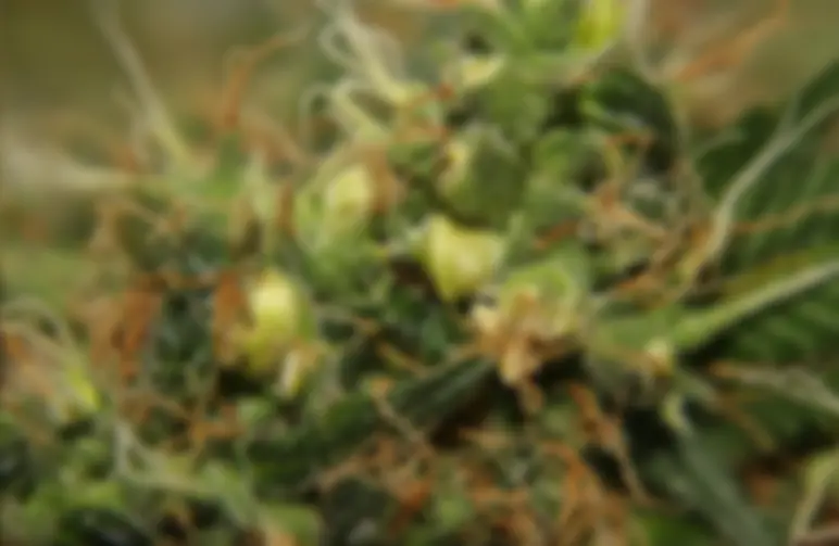 Question: where do the seeds in my weed come from?