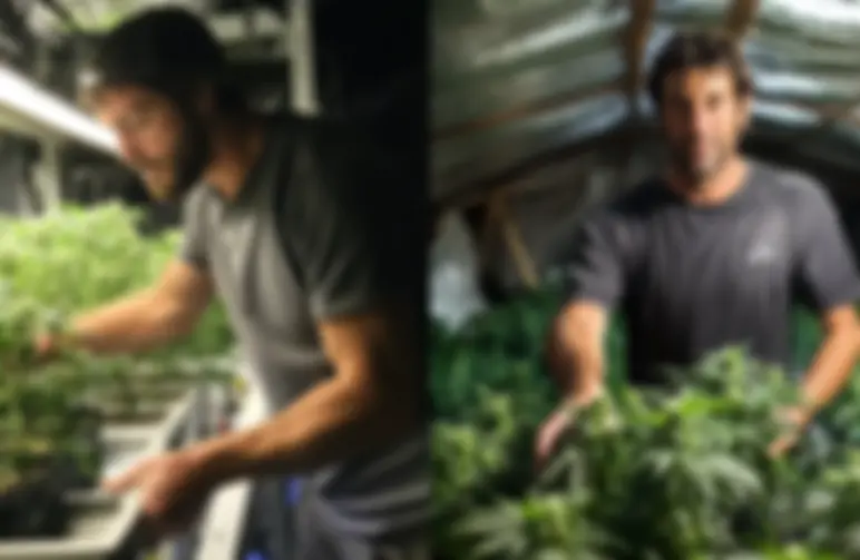 Study: How Small-scale Cannabis Growers Around The World Share Their Harvest
