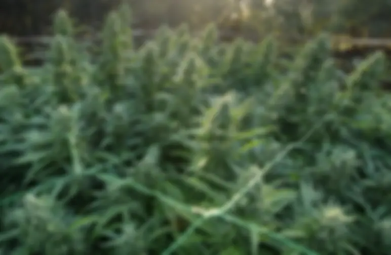 How to Support Heavy Buds Outdoors