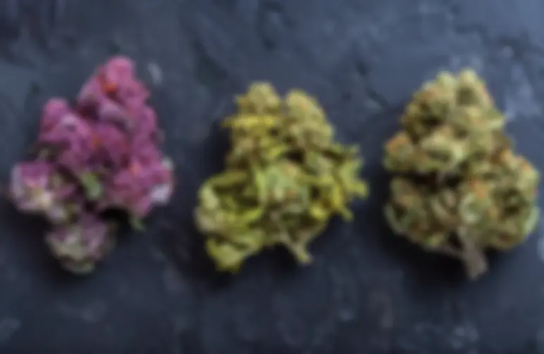 Top 10 Best Strains for 2026: An Expert Grower's Guide