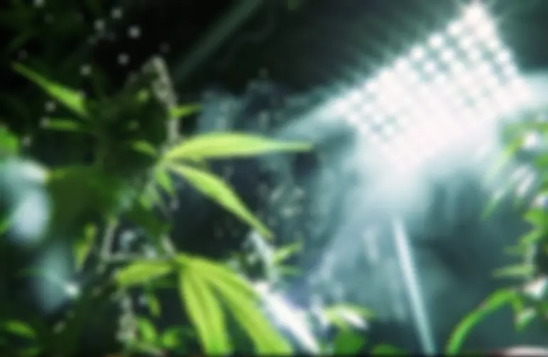 How Increasing Light Levels Affect Yield and Potency