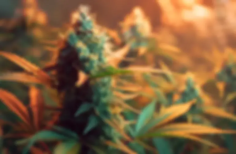 How Autoflower Cannabis Plants Flower Without Light Cycles