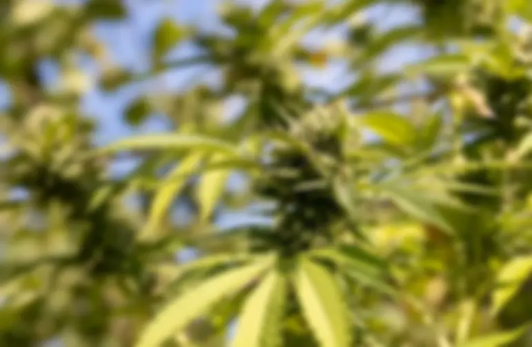 Top 5 Beste Autoflower Wietzaden