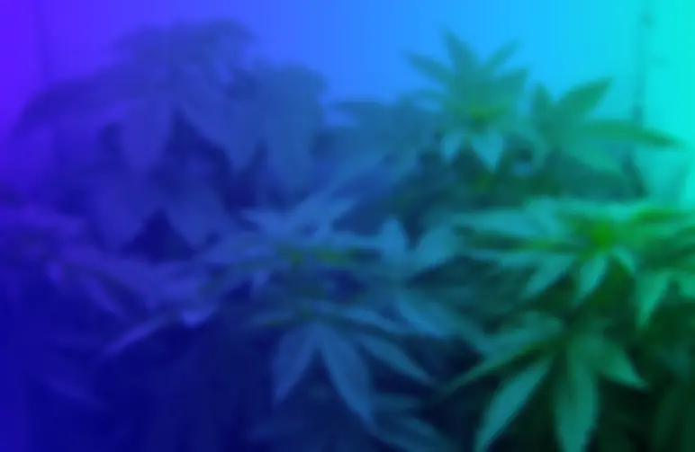 Top 5 Easiest Feminized Cannabis Seeds to Grow for Beginners