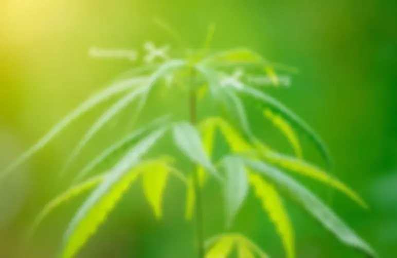 Topping vs fimming : tout ce que vous devez savoir