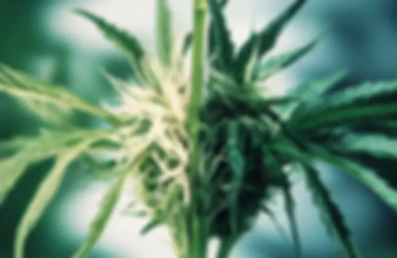 Cannabis-Hybridisierung verstehen: Wie neue Sorten entstehen