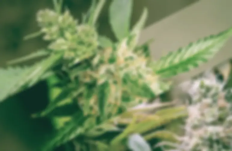 Autoflowering vs Feminized Cannabis Seeds (Key Differences)