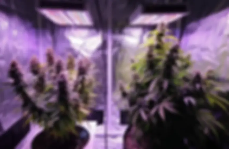 Autoflowers vs. Photoperiods: The Ultimate Guide to Choosing Your Cannabis Strain (WSE Lab Tested)