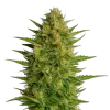 AK-47 Auto