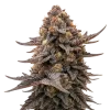 Blackberry Moonrocks Auto