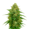 CBD Express Auto