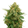 CBD Express Auto