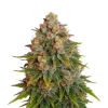 Cherry Pie Auto